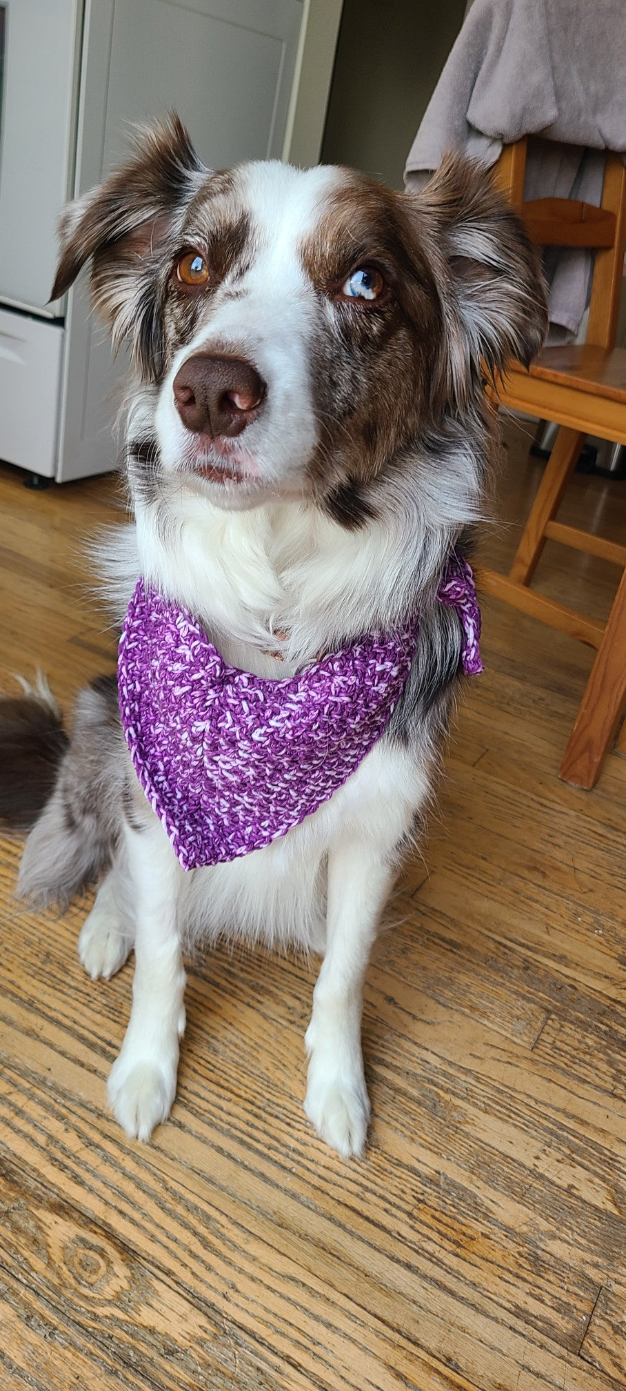 Custom Order Pet Bandana